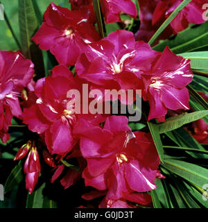 Oleander, Nerium Stockfoto