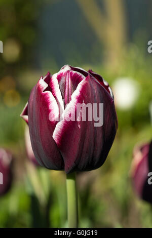 Detail der bunten dunkel lila Tulpe im Garten Stockfoto