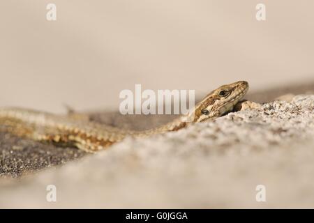Eidechse auf dem Boden Stockfoto