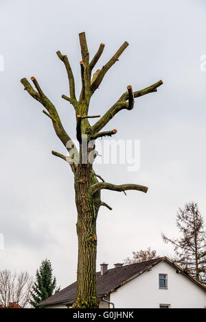 Baumstamm mit gesägt - weg von der Niederlassungen Stockfoto