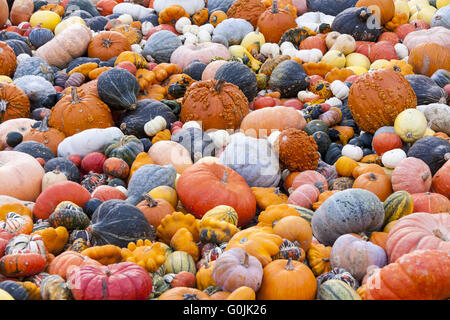 Verschiedenen Maxima und Pepo Cucurbita Kürbis Kürbisse aus Herbsternte Stockfoto