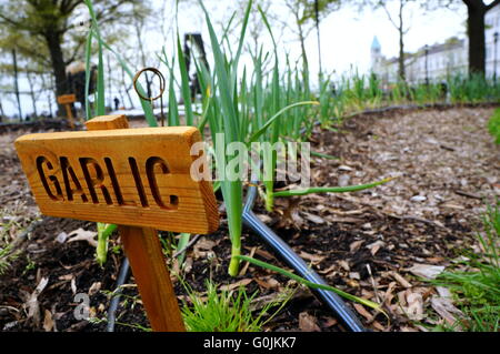 Knoblauchanbau auf der Battery Urban Farm, Battery Park, New York City, NY, USA Stockfoto