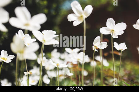 Weiße Blüten der Schneeglöckchen Anemone Sylvestris, Nahaufnahme, Retro, getönt Stockfoto