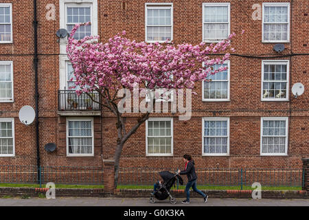 London, UK. 2. Mai 2016. Ein Baum ist in voller Blüte - der Aufstand der rosa Blüten Contrating mit festen viktorianischen Mauerwerk und den Modernd Satellitenschüsseln eines Blocks von Sozialwohnungen in der Nähe von Clapham Common, London. Bildnachweis: Guy Bell/Alamy Live-Nachrichten Stockfoto