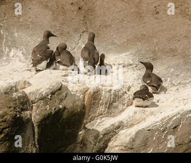 3. August 2015 - verstreut Black Guillemot (Cepphus Grylle) nisten auf den zerklüfteten Klippen von Heimaey, die größte und einzig bewohnte Insel in der Westmännerinseln Archipel Gruppe (Vestmannaeyjar), vor der südlichen Küste von Island. Abhängig von seiner Fischereiindustrie, aber bekannt für seine Seevogel-Bevölkerung ist der Tourismus ein wachsender Sektor der Wirtschaft Heimaey mit Island immer ein beliebtes Touristenziel. © Arnold Drapkin/ZUMA Draht/Alamy Live-Nachrichten Stockfoto