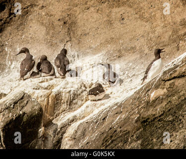 3. August 2015 - verstreut Black Guillemot (Cepphus Grylle) nisten auf den zerklüfteten Klippen von Heimaey, die größte und einzig bewohnte Insel in der Westmännerinseln Archipel Gruppe (Vestmannaeyjar), vor der südlichen Küste von Island. Abhängig von seiner Fischereiindustrie, aber bekannt für seine Seevogel-Bevölkerung ist der Tourismus ein wachsender Sektor der Wirtschaft Heimaey mit Island immer ein beliebtes Touristenziel. © Arnold Drapkin/ZUMA Draht/Alamy Live-Nachrichten Stockfoto