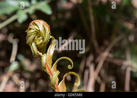 Sao Paulo, Brasilien. Mai 2016. Xaxim oder samambaiaçu (Dicksonia sellowiana) Baumfarn wachsen Frond Entwalzen während dieser sonnigen Tag im Cantareira State Park (Portugiesisch: Parque Estadual da Cantareira) in Sao Paulo, Brasilien gesehen. Quelle: Andre M. Chang/Alamy Live News Stockfoto