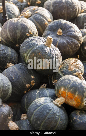 Grün-Grüner Hokkaido Cucurbita Kürbis Kürbisse aus Herbsternte Stockfoto