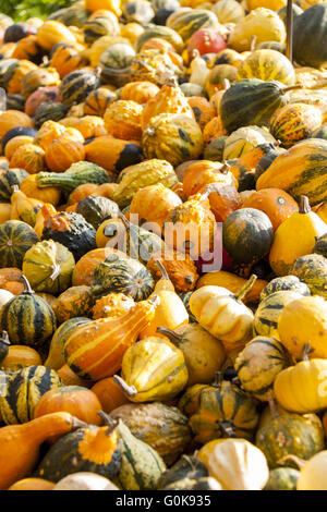 Deko Mini Kürbis Cucurbita Kürbis Kürbisse aus Herbsternte Stockfoto