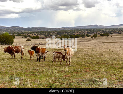 Ein Longhorn Stier mit seiner Kühe und Kälber in einer Herde auf dem offenen Bereich Stockfoto