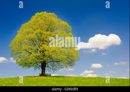 einzelne große Linde in Wiese im Frühling Stockfoto