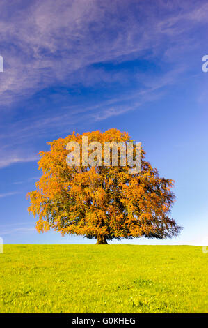 Single big Buche in der Wiese im Herbst Stockfoto