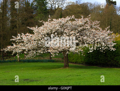 Eine Rosa blühenden Kirschbaum. Newstead Abbey, Newstead, Nottinghamshire, England. Stockfoto