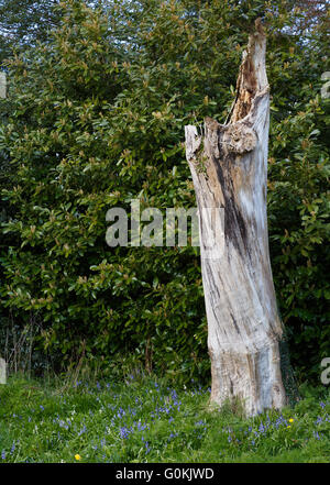 Holzwurm Löcher in einem toten Baum verursacht durch gemeinsame Möbel Käfer (Anobium Punctatum). Stockfoto