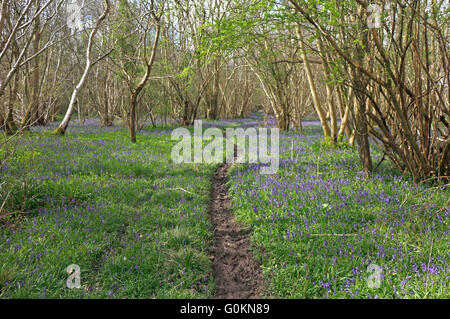 Ein Fußbad durch Glockenblumen in den alten Wäldern Foxley Wood, Norfolk, England, Vereinigtes Königreich. Stockfoto