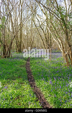 Ein Wanderweg durch Glockenblumen in den alten Wäldern Foxley Wood, Norfolk, England, Vereinigtes Königreich. Stockfoto