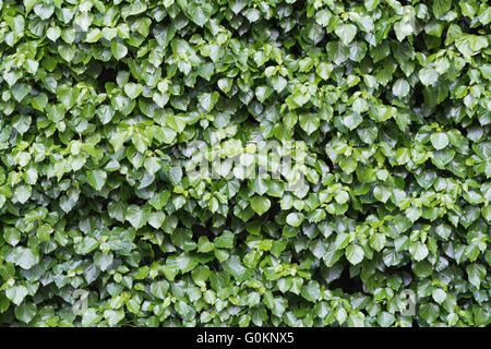 üppig und grün Efeu, Hedera Helix, an einer Wand, Hintergrundtextur Stockfoto