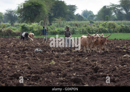 Meki Flussdelta, Pflügen Ziway, Äthiopien, Oktober 2013 Landwirte ihr Land mit Ochsen. Stockfoto