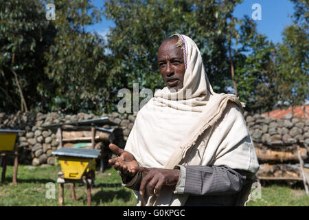 Furamariam Dorf, Debele, Amhara in Äthiopien, Oktober 2013: Kidane Wolde pflegt Honig in traditionelle und moderne Bienenstöcke. Modernere liefern zweimal die Ausbeute. Stockfoto