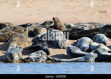 Graue Dichtung (Halichoerus Grypus) faulenzen am Strand am Meer. Aufnahme in der freien Natur an der Küste von UK Stockfoto