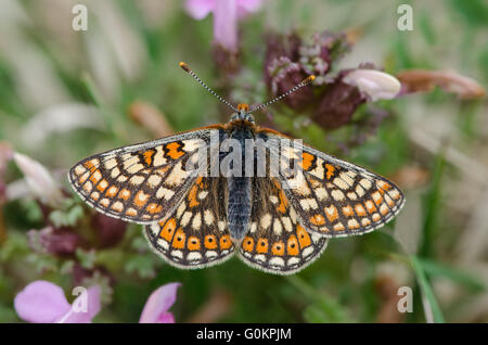 Marsh Fritillary Schmetterling ruht auf gemeinsame Läusekräuter, Cumbria UK Stockfoto