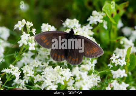 Männlich-Berg Ringel Schmetterling Fütterung auf Heath Labkraut im englischen Lake District Stockfoto