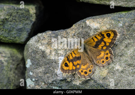 Männliche Wand braun Schmetterling auf einer Trockensteinmauer Aalen Stockfoto