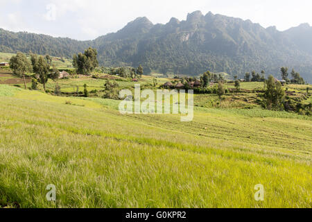 Mescha Village, North Shewa, Äthiopien, 2013: ein Feld des Reifens Tef. Stockfoto