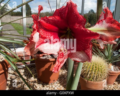 Rote Stargazer-Lilie Stockfoto