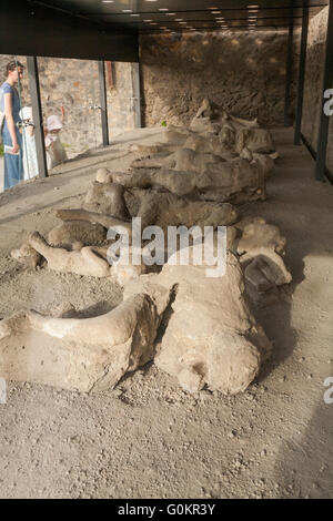 Touristen Touristen im Garten des Flüchtigen, Anzeigen wirft/werfen der Toten und flüchtigen Körper-/Gips Gremien von Pompeji Pompeji Neapel Italien; alle waren Opfer der Ausbruch des Vesuv im Jahre 79 Stockfoto