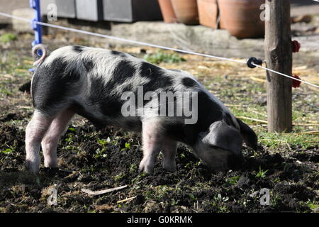 Gefleckte Ferkelproduktion Schwein, im Freien, mit Elektrozaun Stockfoto