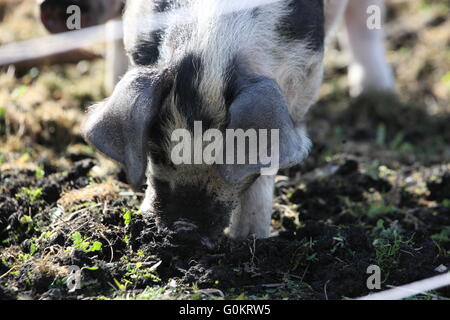 Gefleckte Ferkelproduktion Schwein, im Freien, mit Elektrozaun Stockfoto