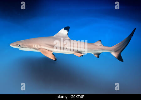 Carcharhinus Melanopterus - Schwarzspitzen-Riffhai - Meeresfisch Stockfoto