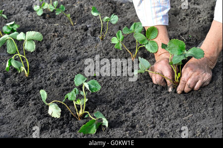 Bauer Erdbeeren Setzling Pflanzen Stockfoto