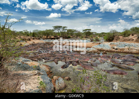 riesige Menge an Nilpferde (Hippopotamus Amphibius) im berühmten Hippo-Pool von Serengeti Nationalpark, Tansania, Afrika Stockfoto