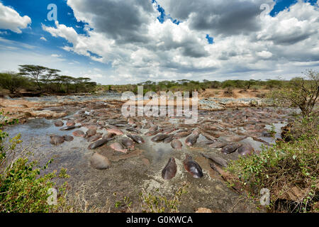 riesige Menge an Nilpferde (Hippopotamus Amphibius) im berühmten Hippo-Pool von Serengeti Nationalpark, Tansania, Afrika Stockfoto