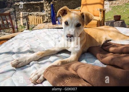 Hündchen-Mix auf einem Bett liegend. Natur, Naturpark Sierra Nevada, Granada Andalusien. Spanien-Europa Stockfoto