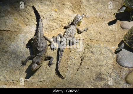 Babykrokodile sonnen sich in der Sonne, Mexiko Stockfoto