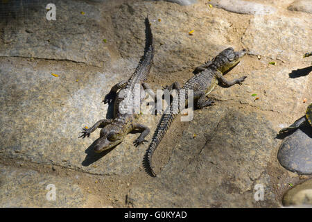 Babykrokodile sonnen sich in der Sonne, Mexiko Stockfoto