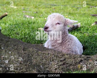 Cute Baby Frühlingslamm schlafen im Schatten eines Baumes Stockfoto