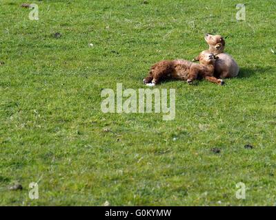 Zwei niedliche Frühling Baby-Lämmer kuscheln und schlafen in einem Feld in der Sonne Stockfoto