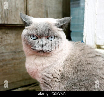 Foto Portrait einer schönen reinrassigen Katze Stockfoto
