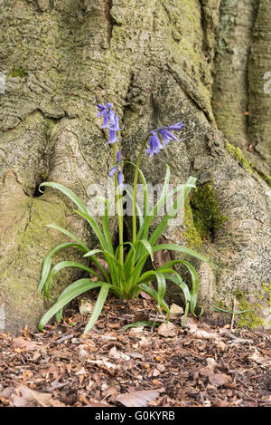 Englische Bluebell-Blüten wachsen an einem großen Baum Stockfoto