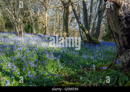 Blaue Glocken, Boarder Frühling Holz Surrey, Sussex, England Stockfoto