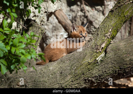 Karakal (Caracal Caracal) Kätzchen in Dvur Kralove Zoo, Tschechische Republik. Stockfoto