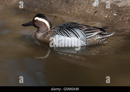 Garganey (Anas Querquedula) in Dvur Kralove Zoo, Tschechische Republik. Stockfoto