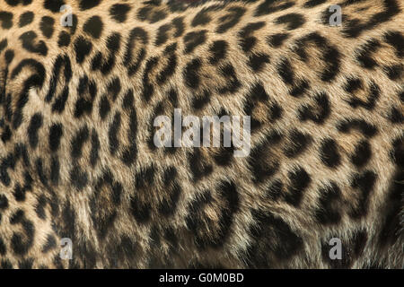 Persischer Leopard (Panthera Pardus Saxicolor), auch bekannt als die Kaukasusleoparden. Fell-Textur. Tier, wildes Leben. Stockfoto