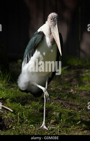 Marabou Storch (Leptoptilos Crumenifer) in Dvur Kralove Zoo, Tschechische Republik. Stockfoto