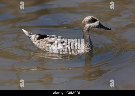 Marmelente (Marmaronetta Angustirostris), auch bekannt als die marmorierten Krickente in Dvur Kralove Zoo, Tschechische Republik. Stockfoto