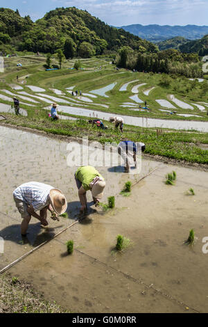 Die Reisfelder der Oyama Senmaida Reisterrassen auf den Berghang hügelig sind das Bild von Japan Stockfoto